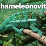 Chameleónovité Explained: Habitat, Behavior and Survival Adaptations