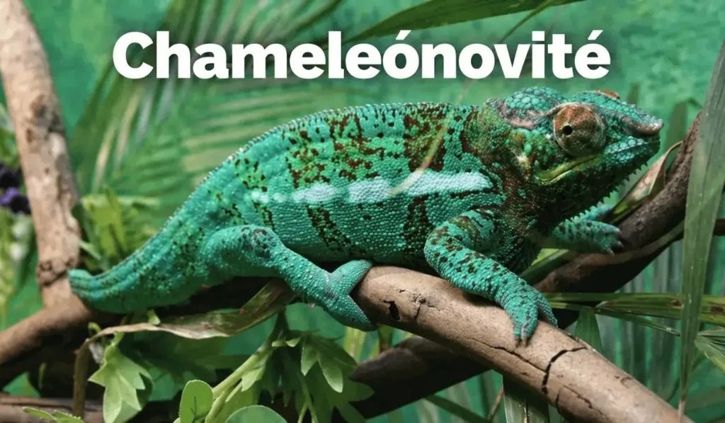 Chameleónovité Explained: Habitat, Behavior and Survival Adaptations